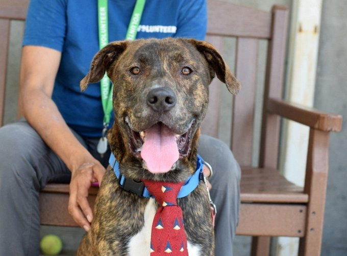 psychicwhisper3's tweet photo. 🦘🐾SKIPPY🆘1 Yr Old Pup #NYCACC
😍Super Loving Adores Belly Rubs
💔Brought Up With Kids & Ditched
For A Home Move😢He's Looking For
His New Pawrent To Love💕#180264
Please #Pledge2🛟 #Adopt #Foster #Rt
DM @notthesameone2
🔥KILL COMMAND🔥Time Almost Up ‼️
Brindle❤️ https://t.co/HjD6SY94Wk