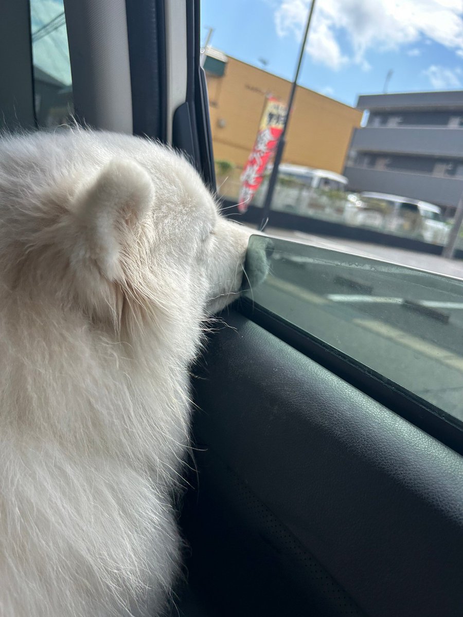 挟まるほどに風を感じたい犬。