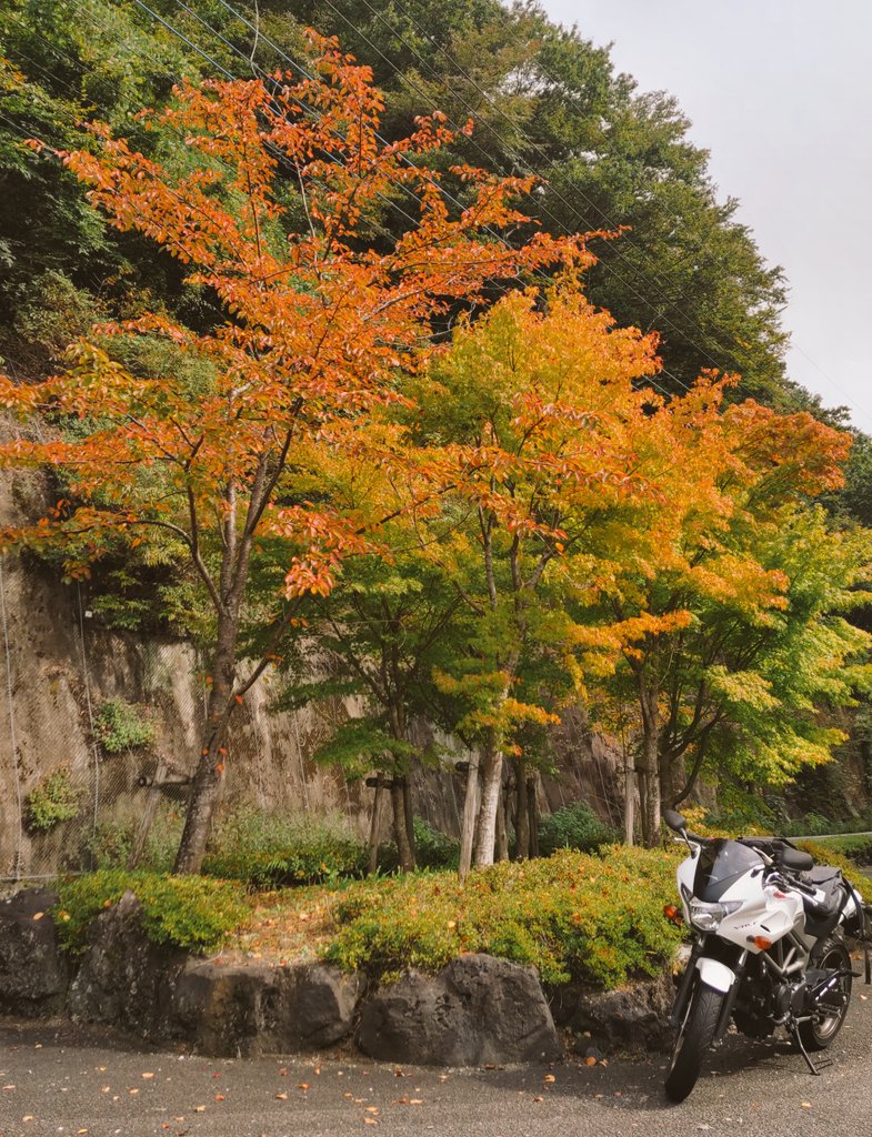 VTR250Fと紅葉を少し🍁🍂