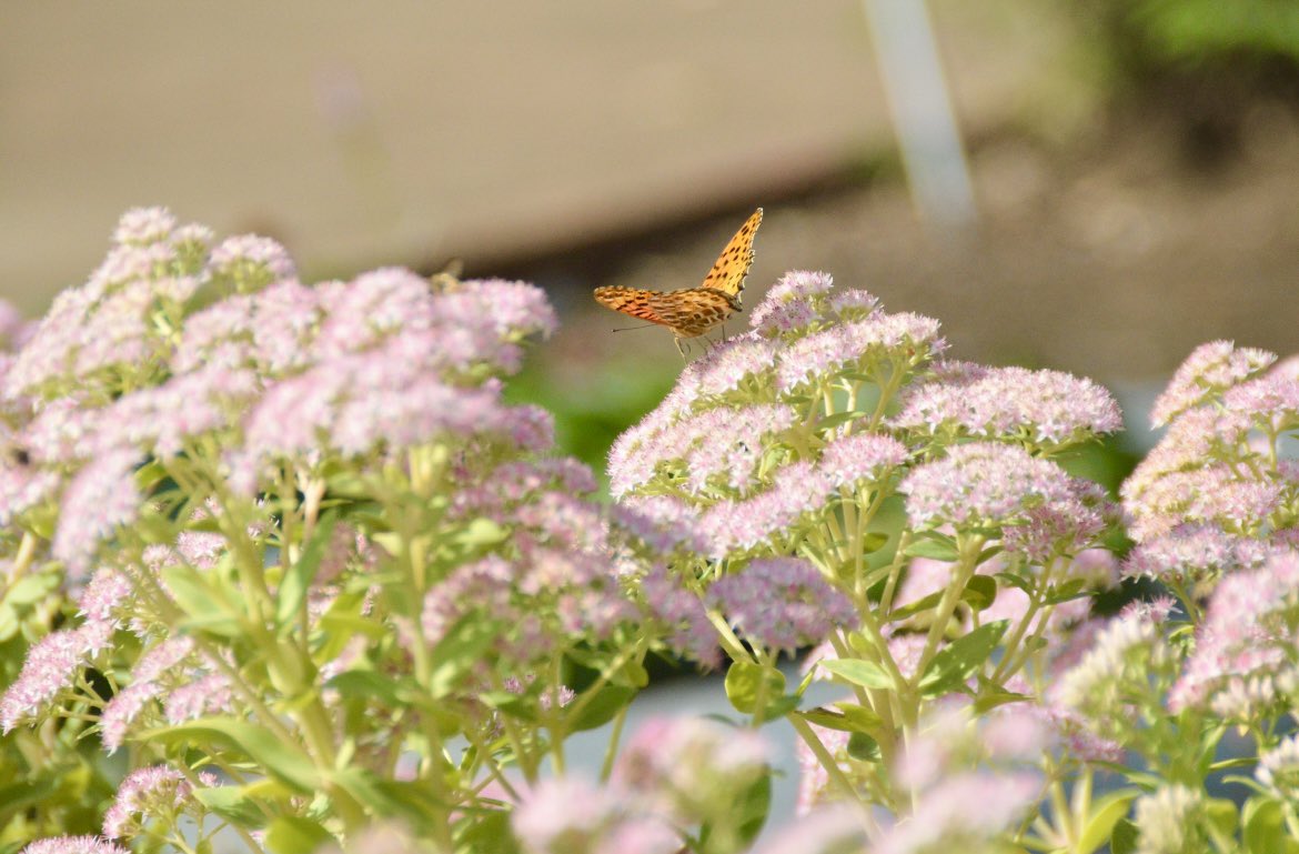 pypypanda's tweet image. ももいろのおはな🦋