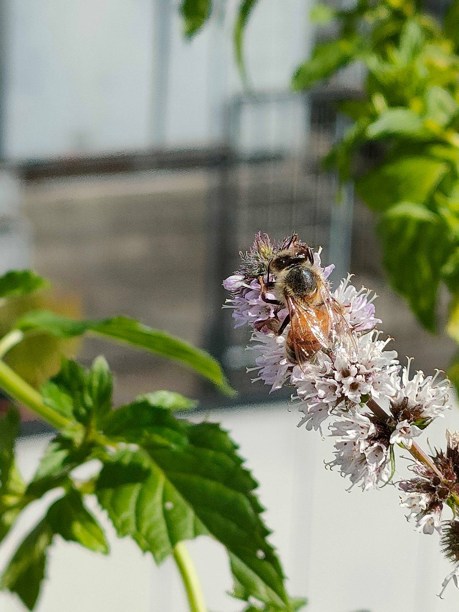 【新嘗祭】当日の様子を少しだけお届けします②🌾
〜巣箱の見学と採蜜体験〜

<こぼれ話>
親子で参加してくださった方が大勢いらっしゃって、子どもたちのキュートな声が会場に響いてました🧡
