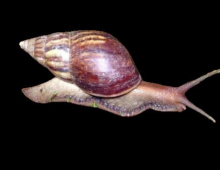 Walk Letoy
Galgal three times
Eh mau coba gagal yang ke Empat.
P i k u n   guy