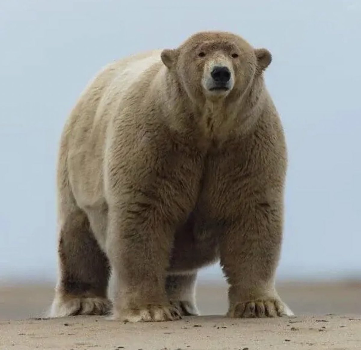 Enjoy this photo of a chonky boy in Alaska named Albert.