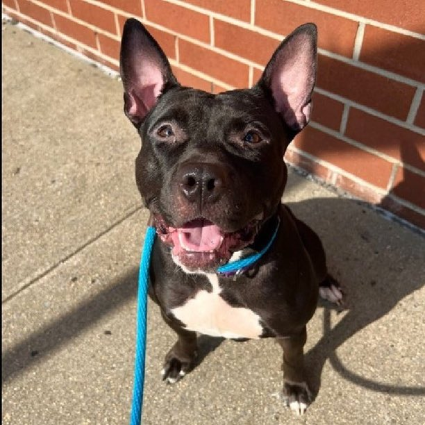 psychicwhisper3's tweet photo. 😭🐾KRYPTO🏃♀️#184453 #NYCACC
This Little🧁Has To Be Saved💔From
The💉🔥KILL COMMAND🔥 No⏰‼️
This Little Pup Is So Scared😩With TLC
& Love Will Find His Confidence☀️
Gr8t On Leash😊
Please Help Him Out Of This Prison &
#Pledge2🛟 #Foster #Adopt #Rt
DM @notthesameone2 🛟🧁2Yrs https://t.co/qu8fchOJkh