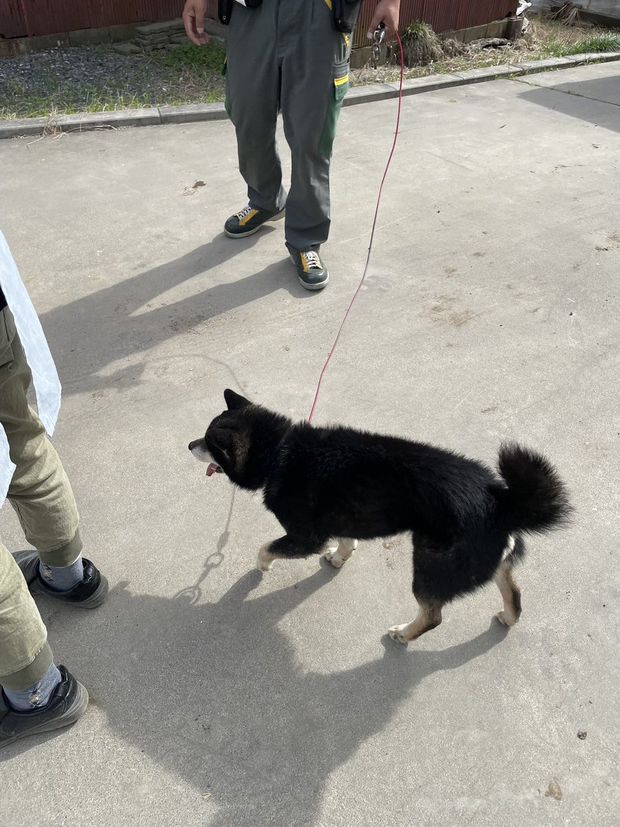 mnr_sk111's tweet image. 佐川の集荷が来たから庭で小麦を積んでたら、ヤマトの兄ちゃんが迷い犬を連れて歩いて来てびっくりしたww
配達中に近所で見つけてほっとけなくなっちゃったらしい。なんて優しいんだ…
どこの子かは目星ついてるんだけど、飼い主がみんな仕事で連絡取れないのでひとまずうちで預かる事になった