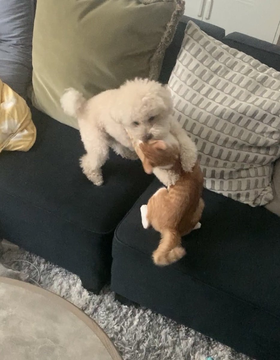 Okay guys I'm going to end it with these boots and milo pics!! Maybe we'll chat again soon💚