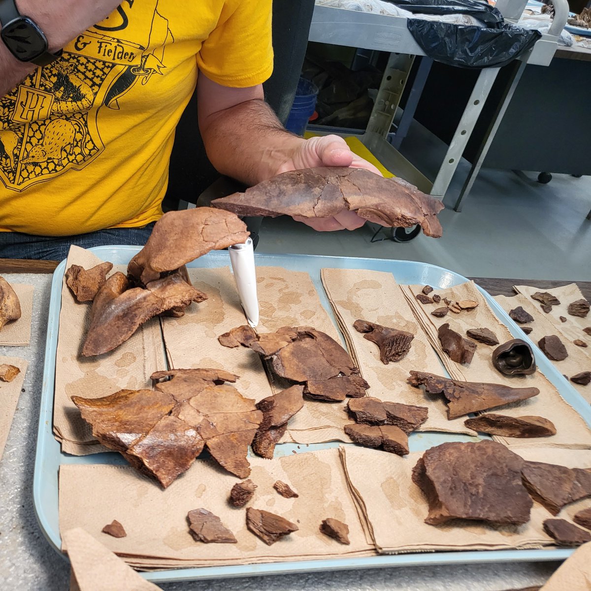 Now in progress in the prep lab - it's the skull of our new rhino, Puddin'!

Right now, it's in pieces, but there's enough well-preserved material to eventually come together into an excellent specimen.
#FossilFriday