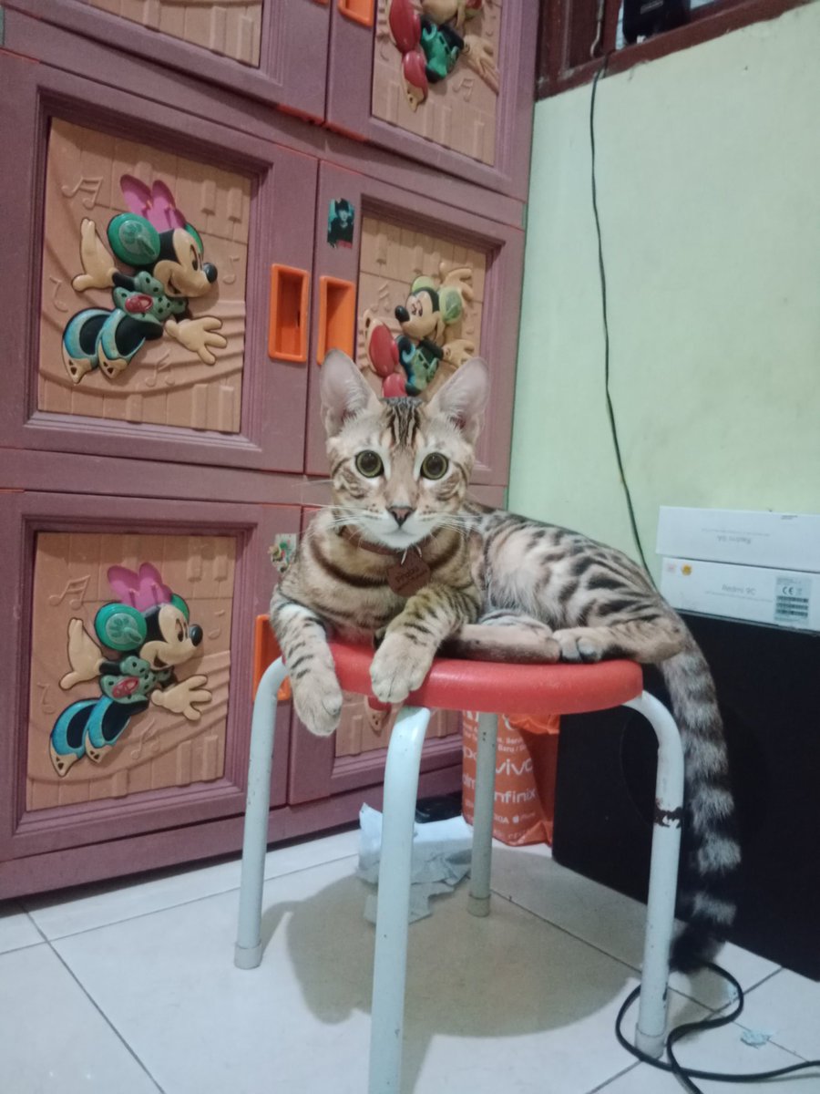 WinChicChic_'s tweet photo. @ZOO_FESS Prabu gantengnya buna🤗😘 https://t.co/rGKib7fBrf