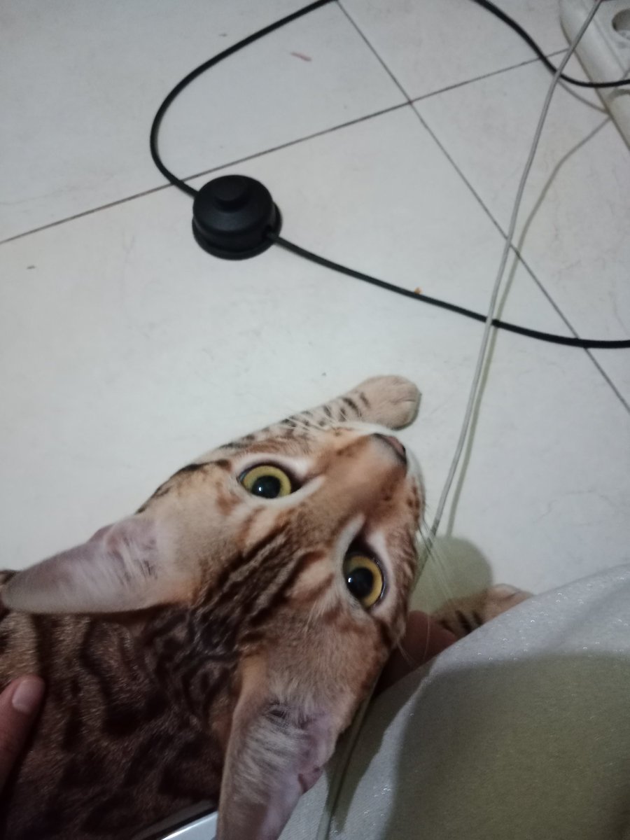 WinChicChic_'s tweet photo. @ZOO_FESS Prabu gantengnya buna🤗😘 https://t.co/rGKib7fBrf