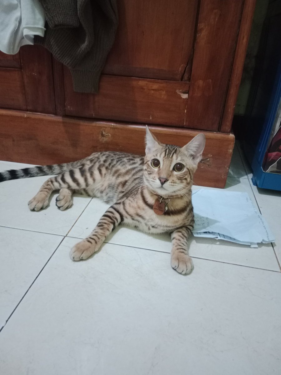 WinChicChic_'s tweet photo. @ZOO_FESS Prabu gantengnya buna🤗😘 https://t.co/rGKib7fBrf