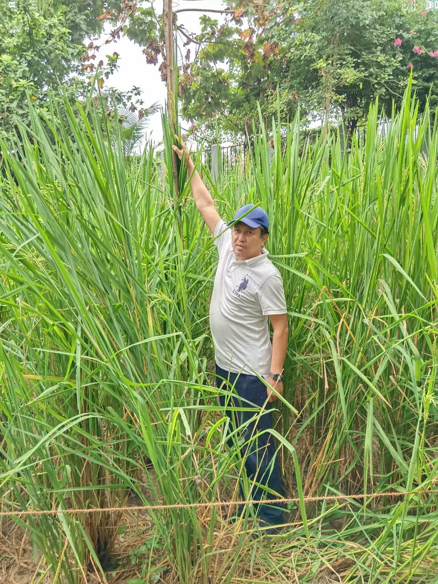 jacob_zhimomi's tweet photo. With my latest prized possession - Nagaland's tallest paddy plant (Oryza Sativa) measuring 2.9 metres (9 feet 6 inches). Duly checked and confirmed by the Agri Department. I'd like to put on record that no artificial manure or pesticides were used in the entire process. The seed was planted in the month of July this year.
God is good.
#Nagaland #farming 

@narendramodi @nstomar