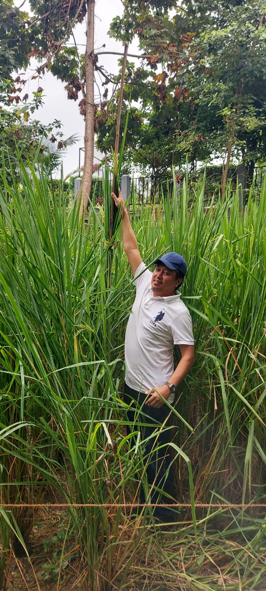 jacob_zhimomi's tweet photo. With my latest prized possession - Nagaland's tallest paddy plant (Oryza Sativa) measuring 2.9 metres (9 feet 6 inches). Duly checked and confirmed by the Agri Department. I'd like to put on record that no artificial manure or pesticides were used in the entire process. The seed was planted in the month of July this year.
God is good.
#Nagaland #farming 

@narendramodi @nstomar