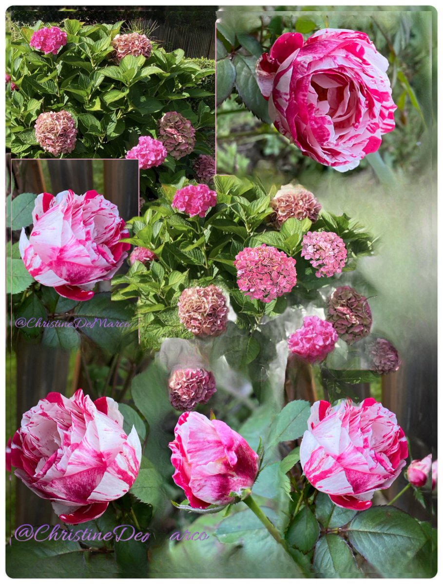 Hello👋🏼 all. Can you believe this is our last #RoseWednesday of #October ? The month flew by quickly 😳🤷🏻‍♀️ Sharing #AutumnFlowers   #October #Roses & #Hydrangeas of Fuchsia & Magenta still blooming! #MyGarden Roses are Ferdinand Pichard, an Old Rose by ⁦⁦@DAustinRoses⁩