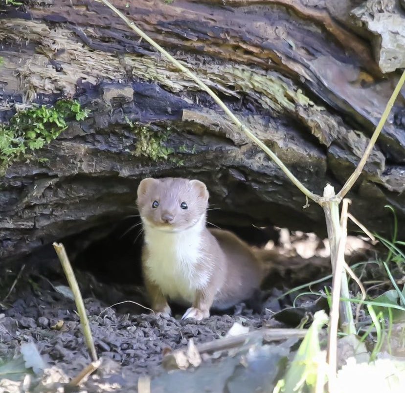 daily stoat! tweet media