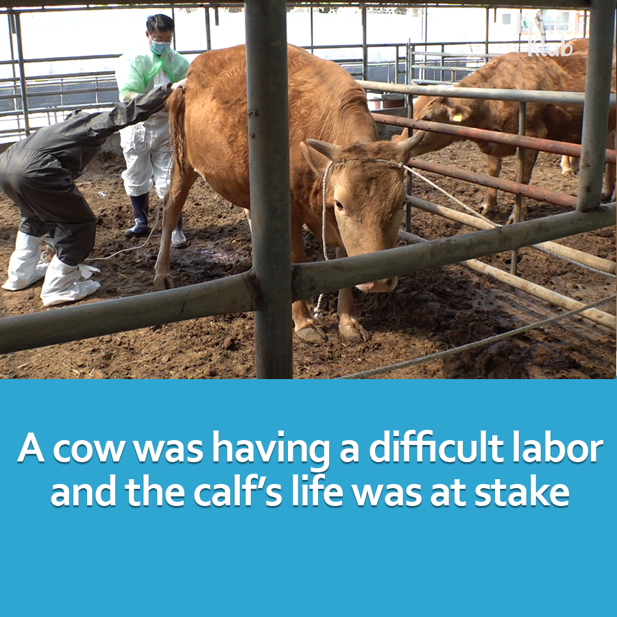 Kritter_Klub's tweet photo. Cow Risked Her Life To Give Birth To THIS Calves?! l Animal in Crisis Ep 394 #kritterklub
Full Video👉 https://t.co/4HbPLb8tJu
Follow @Kritter_Klub to brighten up your feed with daily animal videos📷
#animalvideos #animallover #animal #cow #cowvideo #animalhospital https://t.co/4pDoJGmyD2