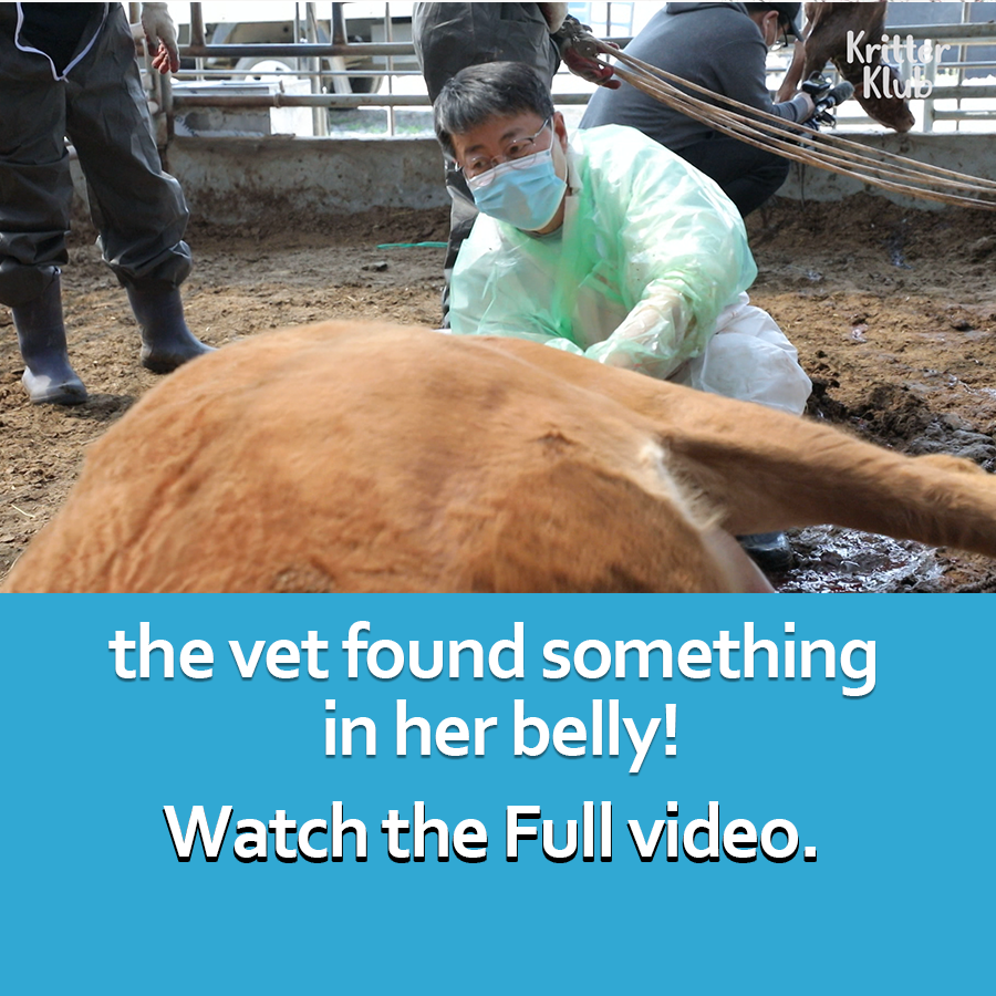 Kritter_Klub's tweet photo. Cow Risked Her Life To Give Birth To THIS Calves?! l Animal in Crisis Ep 394 #kritterklub
Full Video👉 https://t.co/4HbPLb8tJu
Follow @Kritter_Klub to brighten up your feed with daily animal videos📷
#animalvideos #animallover #animal #cow #cowvideo #animalhospital https://t.co/4pDoJGmyD2