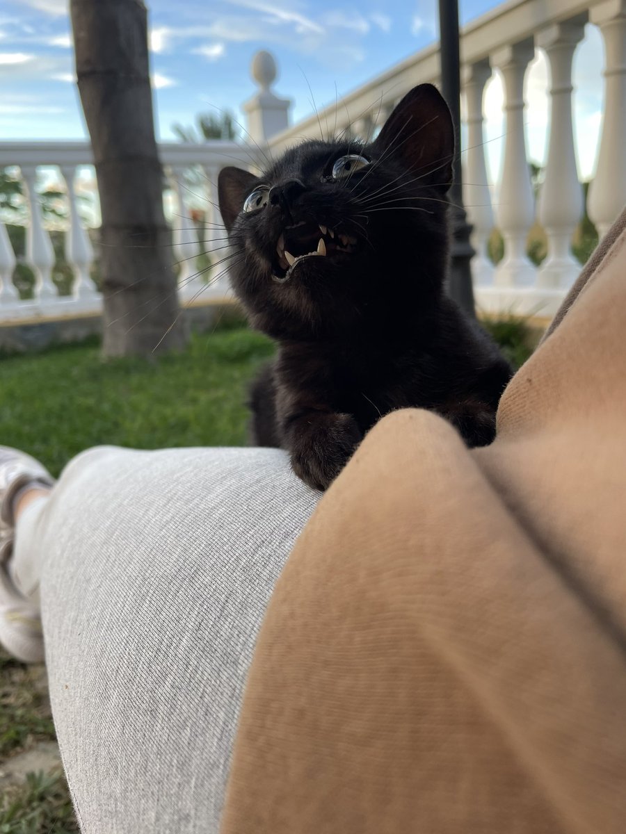 "Poli" necesita acogida urgente!! 

Esta cachorra busca una familia a la que llenar de amor y tambien recibirlo❤️
Estamos en málaga, alhaurin el grande