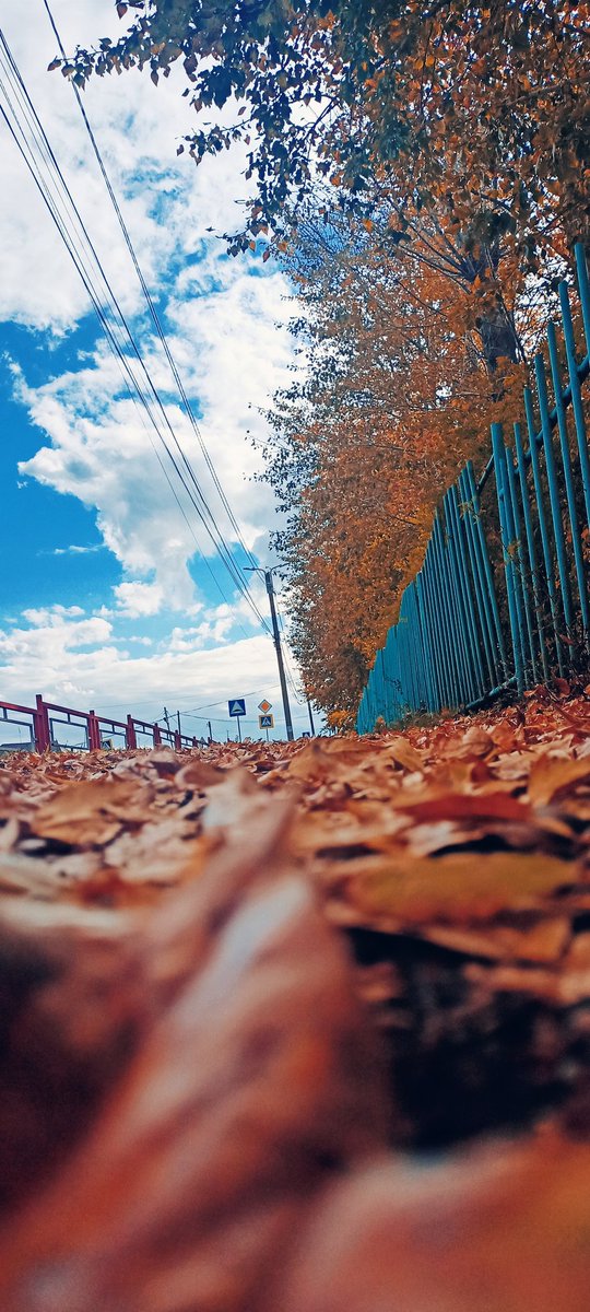 AlenKa_NFT's tweet photo. G.M.  GN.  Autumn time!  Ouch charm! https://t.co/Wxra52JRqC