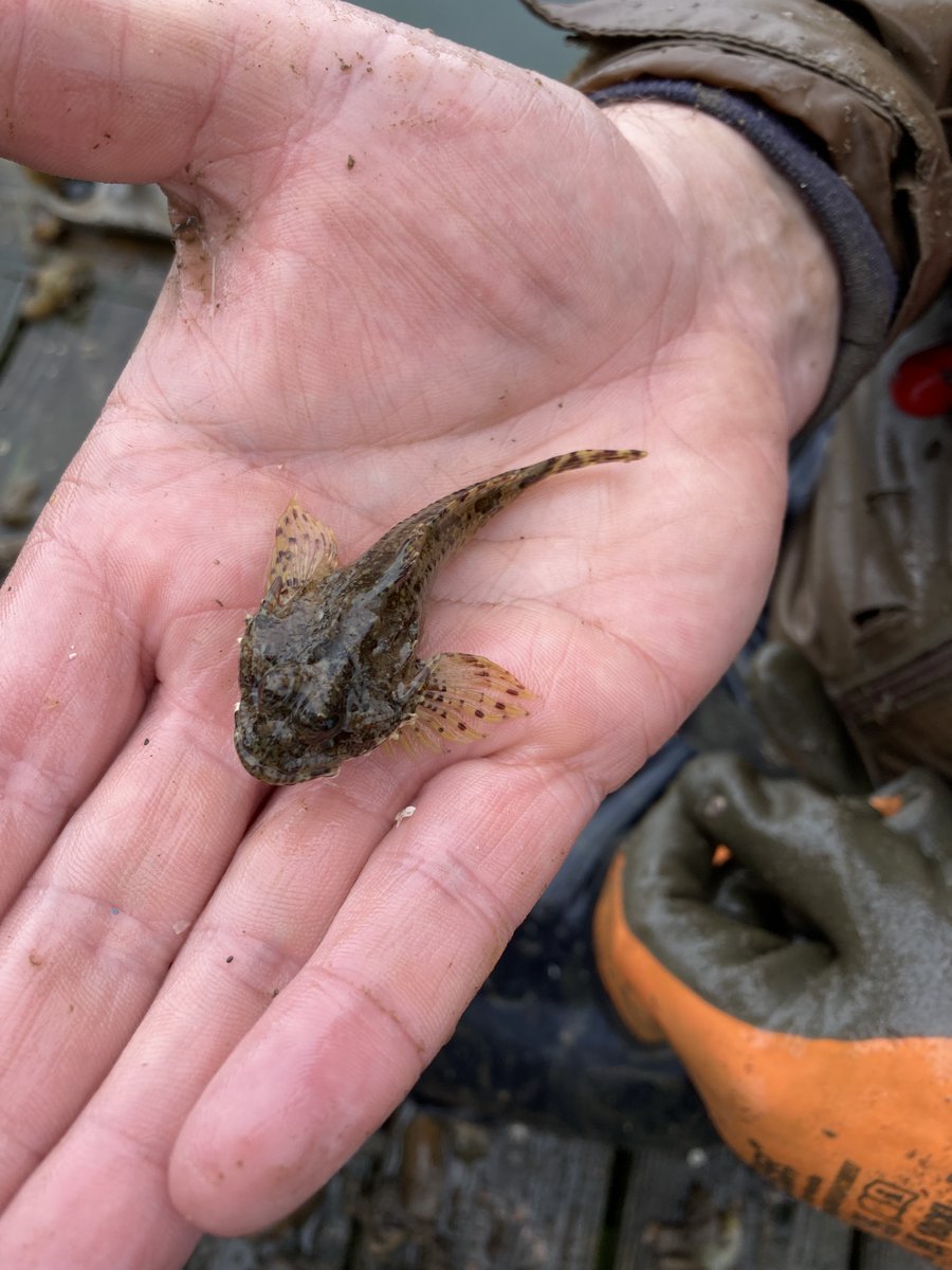 Ulster Wildlife Marine Team tweet media