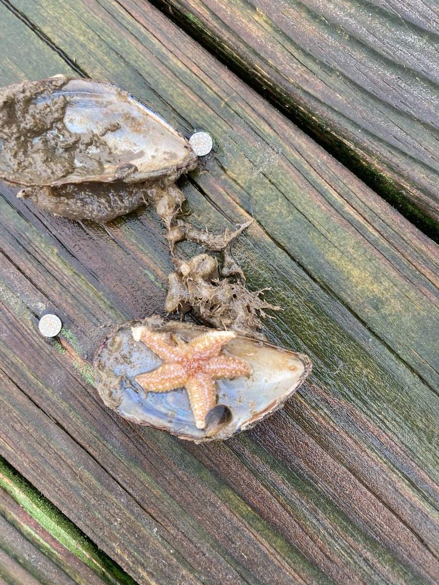 Biodiversity on our native oyster nursery in Bangor is growing strong! Even as the days (and sea water) are getting colder, the cages are still teeming with life. Our oyster nurseries create reef like structures by providing a refuge for species amongst the oysters!