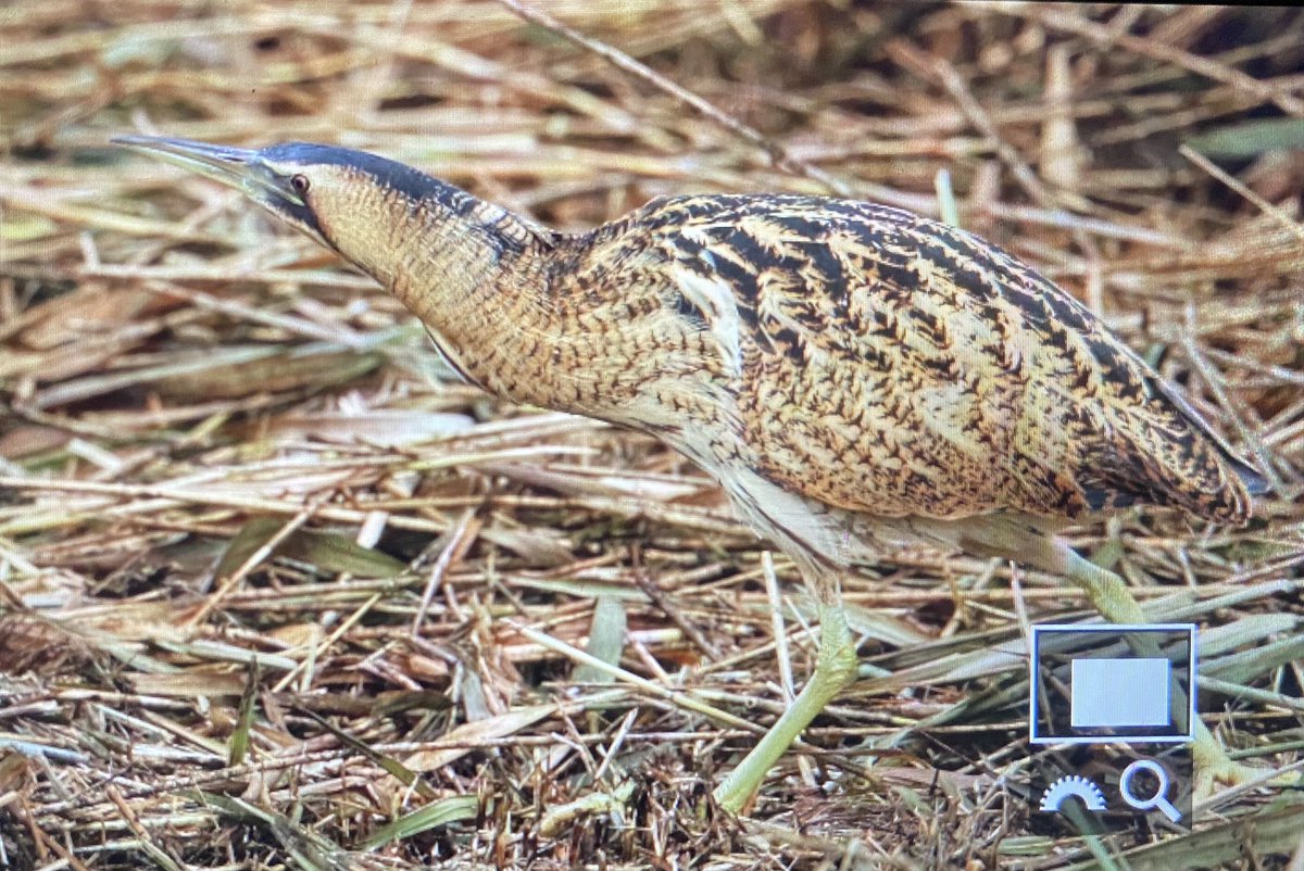 3 Bittern so far this morning 😎 This one just did a march-past close in front of hide …. Fabulous! 🐦 💥 @Pernisaviporus #FarIngs @Lincsbirding @LincsWildlife @WildlifeTrusts @britishbirds with @paulasykes1971 25 Oct 2023