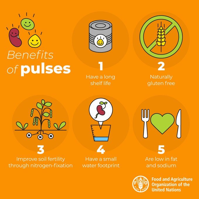 haneinitiative's tweet photo. Pulses like lentils and peas are excellent sources of plant-based protein and have a relatively small water footprint. They are not only nutritious but also environmentally friendly.

Via @FAOAfrica https://t.co/JJP1Id7wNb