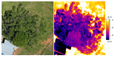 URC_UGent's tweet photo. We contributed to a review in Botany #cdnsciencepub on how UAVs can contribute to mistletoe research! Read more on  https://t.co/6fQsLR9rcR https://t.co/2M4Atd2svo