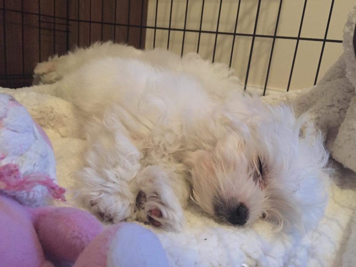 BethBecker2's tweet photo. My little Misty died last night 🥲 https://t.co/25VGMCOIDg