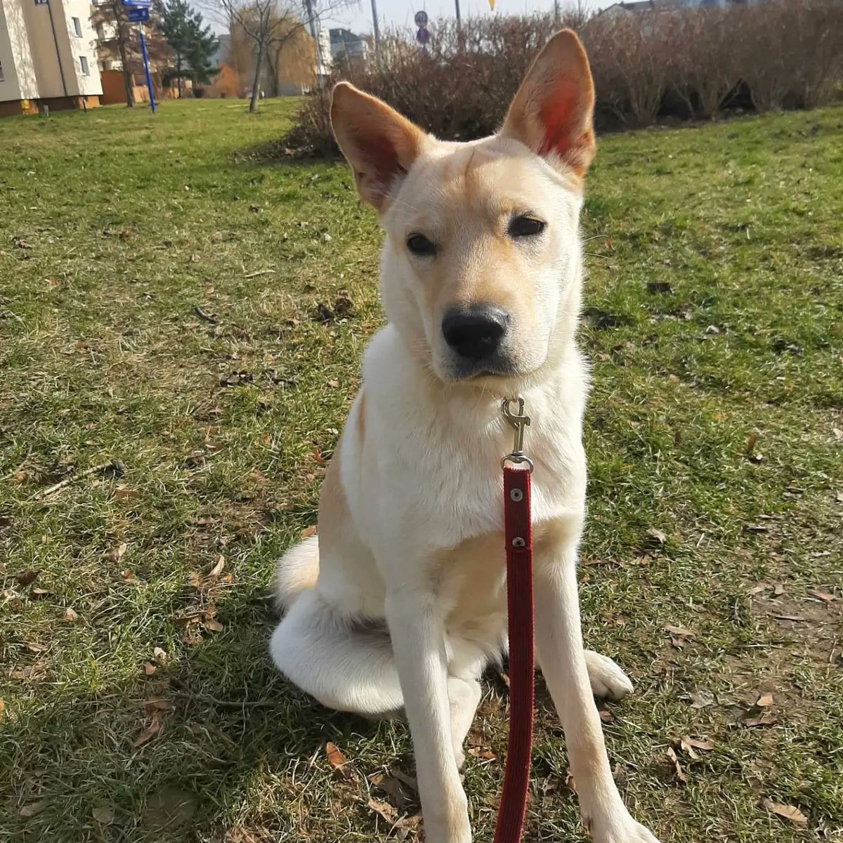 tvmazowsze's tweet photo. Nasi redakcyjni Psijaciele - Kundelki 🥰 Reksio, Melon i Sunia 🥹😻 A dziś Dzień Kundelka - 25 października 🐶🐕 Jest to dzień po rocznicy wejścia w życie polskiej ustawy o ochronie zwierząt 🐕🐱😻🧡 Pokażcie nam swoje pieski 

#dzieńkundelka #dzień #pieski #kundelki https://t.co/ef03Kcb7nC