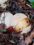 afgelopen maandag in houtsberg en omg; gespot het duivelsei is het oorspronkele vruchtlichaam van de stinkzwammen, uit het ei komt de paddestoel te voorschijn.