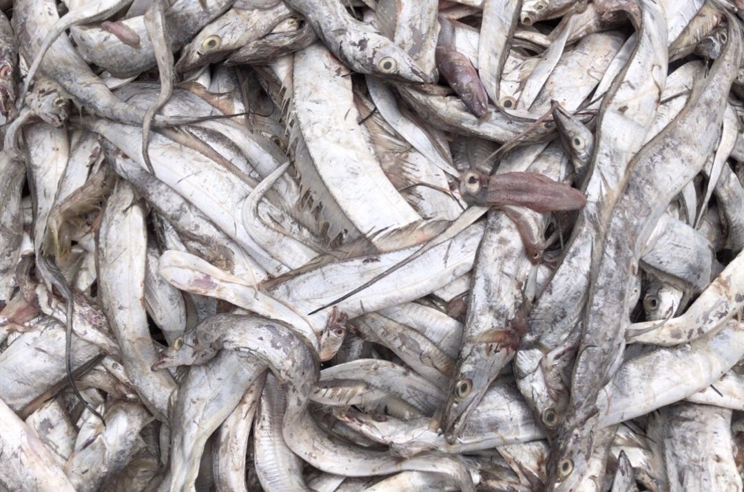 NKFISHMEAL's tweet photo. October 25,2023 https://t.co/XyukZWvhPa