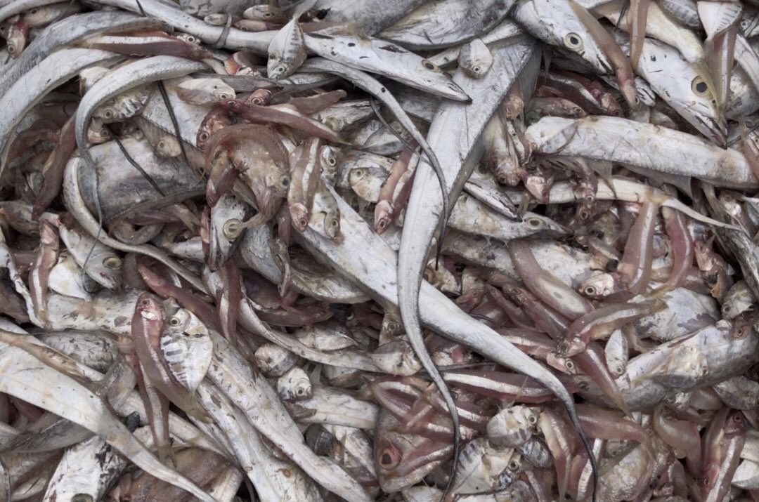 NKFISHMEAL's tweet photo. October 25,2023 https://t.co/XyukZWvhPa
