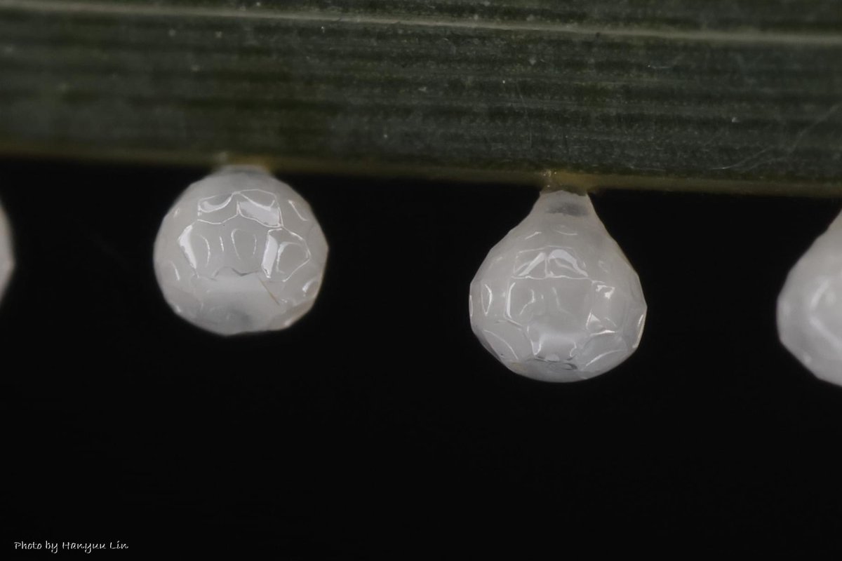 Hanyuu_lin's tweet photo. 𝐿𝑒𝑡ℎ𝑒 𝑔𝑒𝑚𝑖𝑛𝑎 𝑧𝑎𝑖𝑡ℎ𝑎 - Egg

#Taiwan #butterflies 
#egg #Nymphalidae #insect https://t.co/CnBEuLjQHp