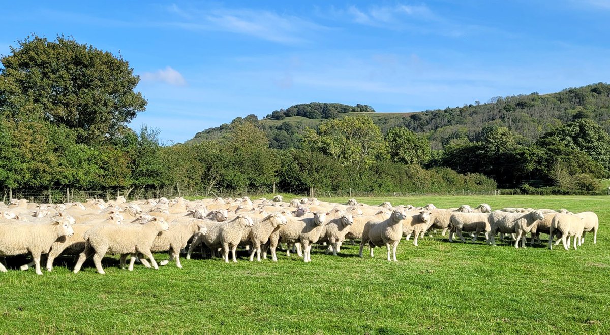 It’s been a busy few weeks here at Locks! With shipments all over the country and Europe! We still have a few rams available if you need a last minute purchase, please get in contact and we can sort you out: Andy: 07805660225 or email locksfarm@googlemail.com