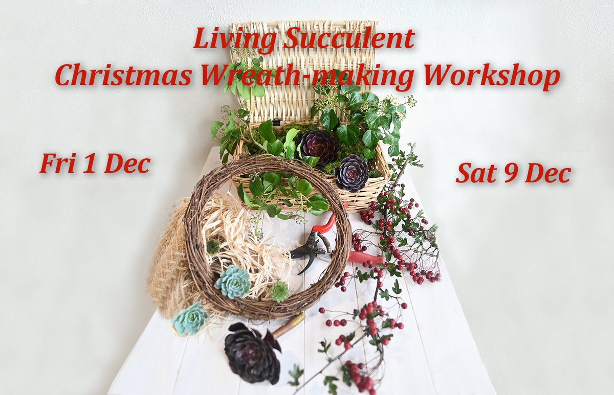 Only 61 sleeps to Christmas! And only 37 to the first of our Christmas Wreath-making Workshops on 1 December. Places are limited, so book now and create a fabulous wreath of living succulents to get your seasonal plans off to a great start. minack.com/whats-on/livin…