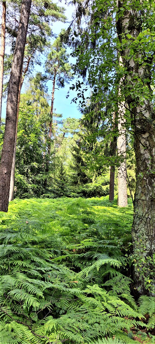 Greenisamissio1's tweet photo. Even if it is only a virtual stop on the journey of life, to take a deep breath and remember the wonder of nature. Can you smell it? Have a blessed rest of the day.❤️💙💚☘️🌿🌱🌲🌳🍀💚 https://t.co/CDeYWmlYNh