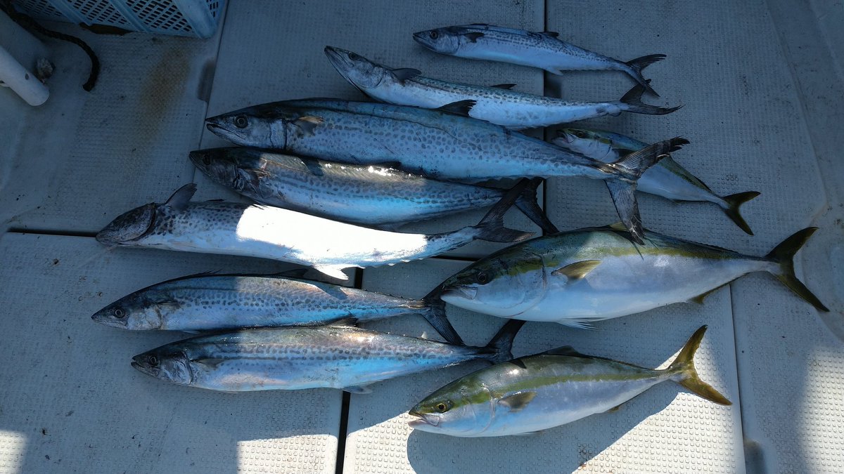 2023.10.25
今日は、平日の予約いただいてたので、出船してました
サワラ・シオ・ハマチなどつれました
タチウオー５９匹
サワラ・サゴシー７本
シオー２匹
ハマチ・ツバスー３本
でした