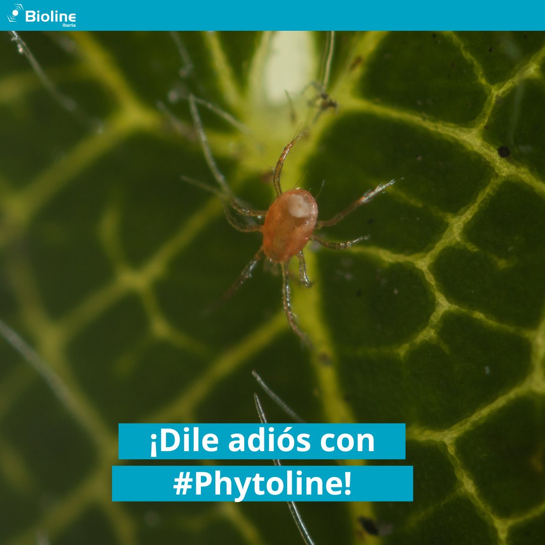 BiolineI's tweet photo. Nuestro #PHYTOLINE es capaz de detectar las colonias de araña roja 🕷🔴 ¡A distancia!
Este ácaro depredador se ve atraído por los daños que causan las arañas rojas en la hoja, así como por sus telas y se convierte en el aliado perfecto para nuestros cultivos. https://t.co/wza8kE90NE