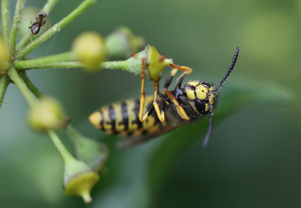 FeikjeBreimer's tweet photo. De Duitse wesp klampt zich vast aan de klimop. Volop wespen en bijen die nu nog voedsel vinden bij de bloemen daarvan. @wespenvriend https://t.co/XZP1el2hJf