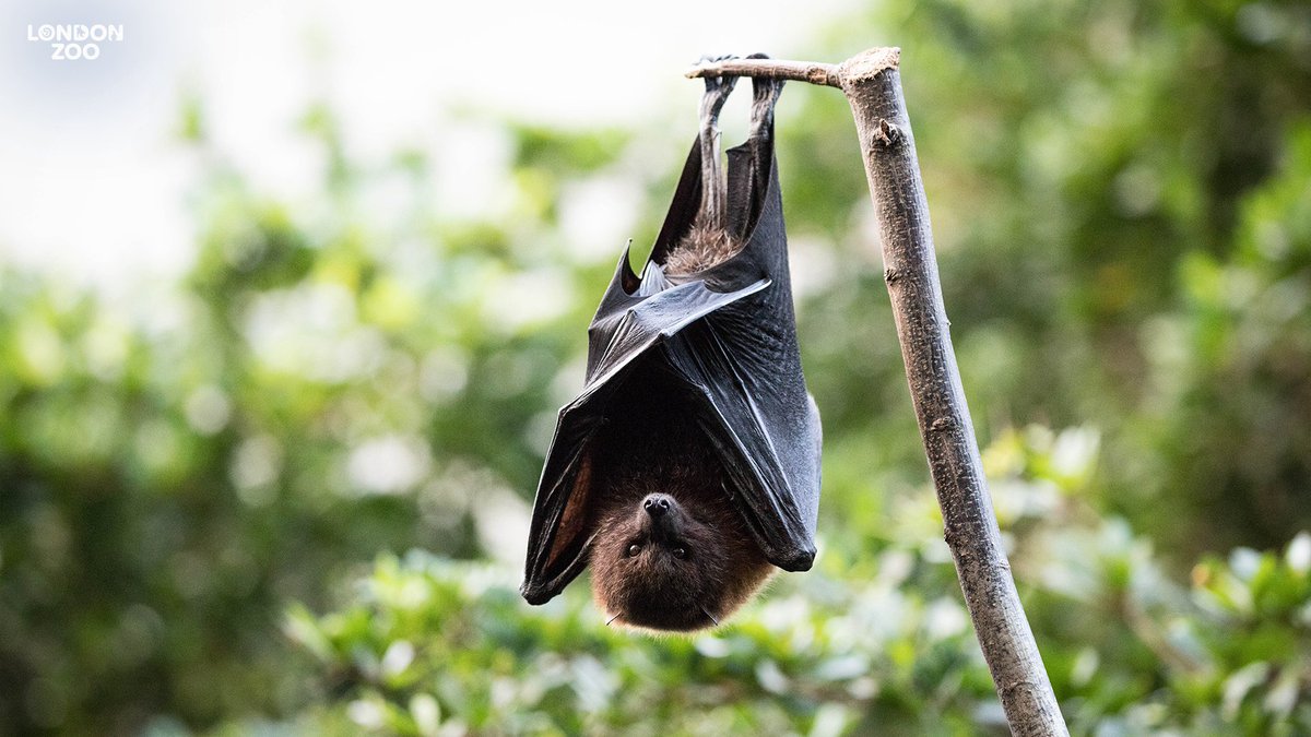 Don’t miss our #Halloween fun: ow.ly/TTTg50Q0x3Q And be sure to visit Rainforest Life, home to amazing animals including ‘flying foxes’! 🦇 Every Zoo visit helps fund our conservation work to protect species under threat around the world. #BatWeek #BooAtTheZoo