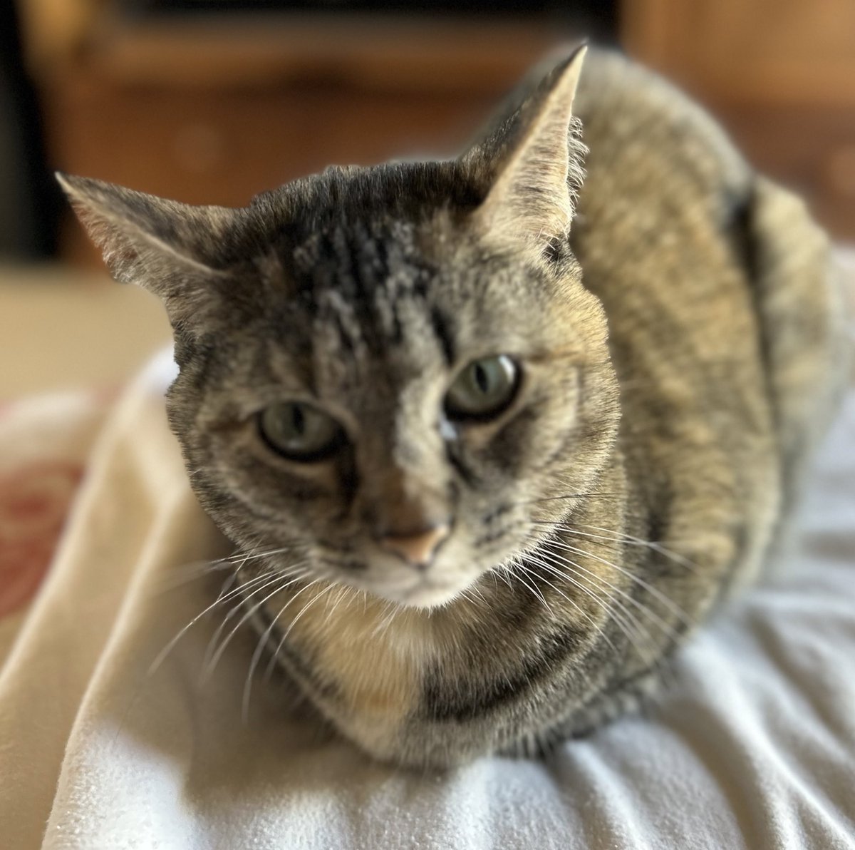 Happy #WhiskersWednesday what’s up? 
#CatsAreFamily #TabbyTroop #HumpDay #CatsOfTwitter #CatsOfX #SNELovesPets #whiskersInPerfectFocus 😹😹😹