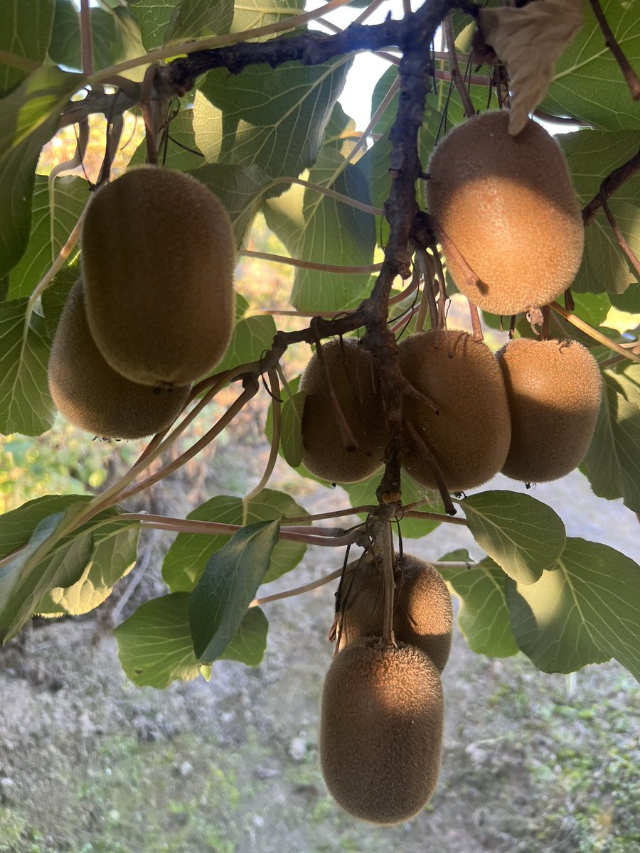 Royalroy08's tweet photo. キウイ収穫🥝
ジュースでも作ってみるか https://t.co/rOhDjqz4mZ