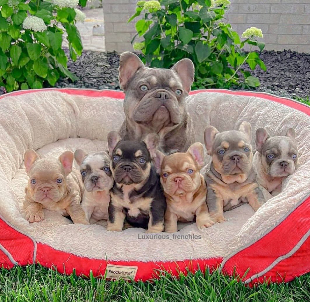 Frenchie Owners tweet media