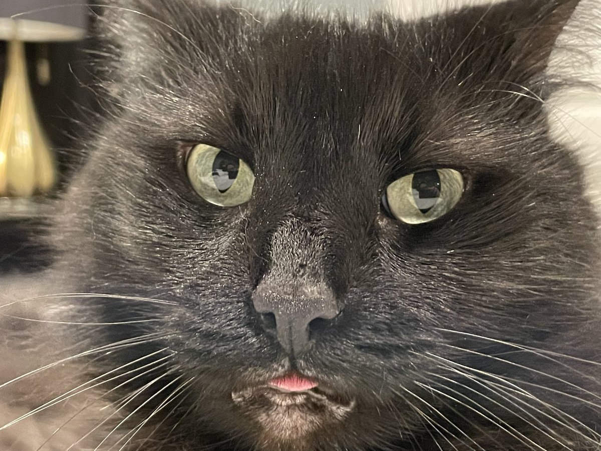 Nick_Astalos's tweet photo. i missed my girl sm 🖤
it was her 6 year adoption anniversary on the 20th while i was gone!!!!!!!!! #BerryBoo https://t.co/g4ff3UZ4nr