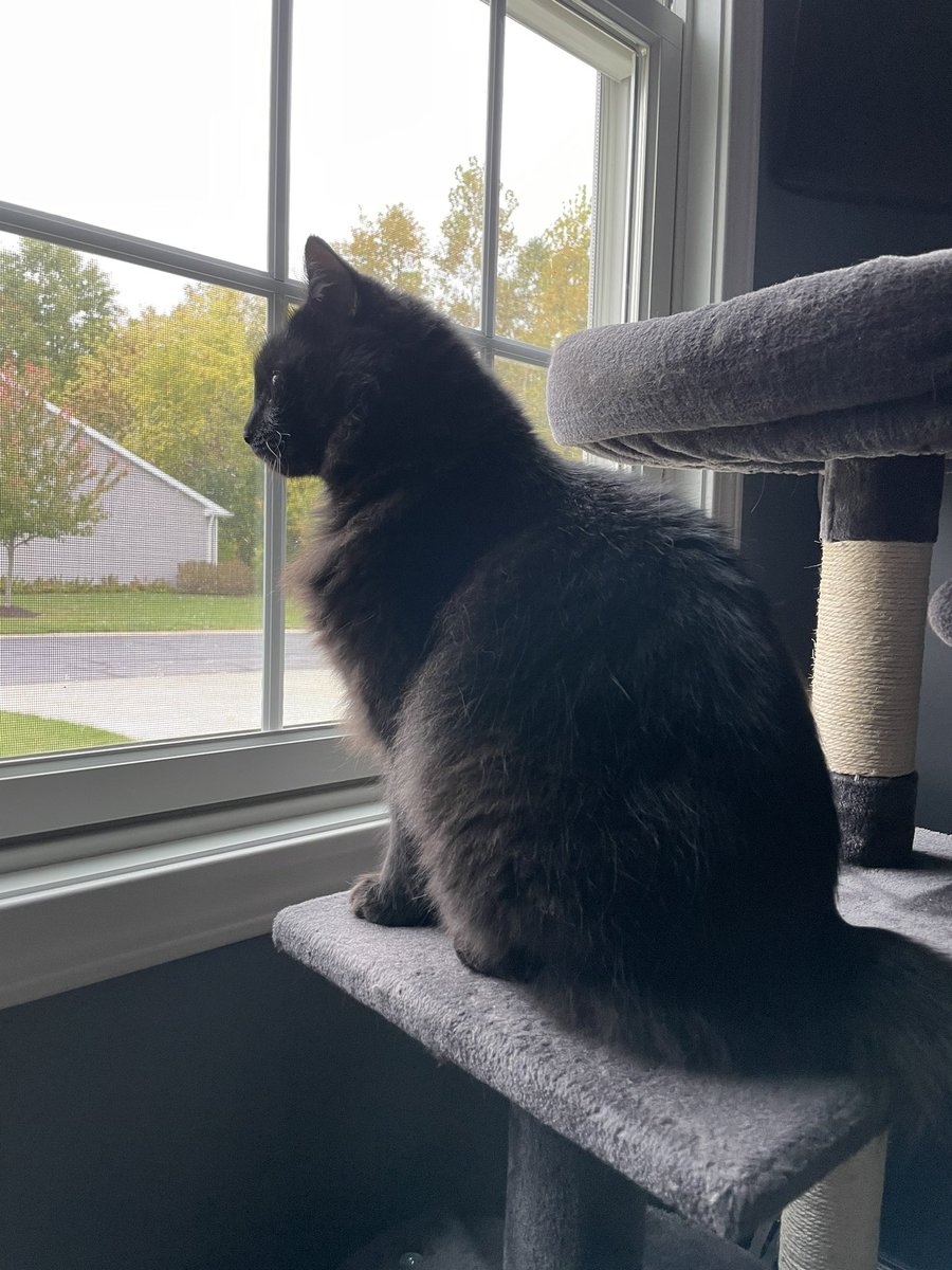 Nick_Astalos's tweet photo. i missed my girl sm 🖤
it was her 6 year adoption anniversary on the 20th while i was gone!!!!!!!!! #BerryBoo https://t.co/g4ff3UZ4nr