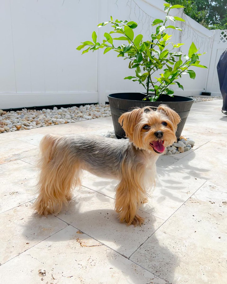 'A dog is the only thing that can mend a crack in your broken heart.' - Judy Desmond #yorkiepoosofinstagram #yorkieterrier #yorkiesofficial #yorkiesofig #yorkshire_heaven #yorkieworld #yorkielovers #yorkiepuppy #yorkiefamous #yorkiemom #yorkieboy #yorkieswag