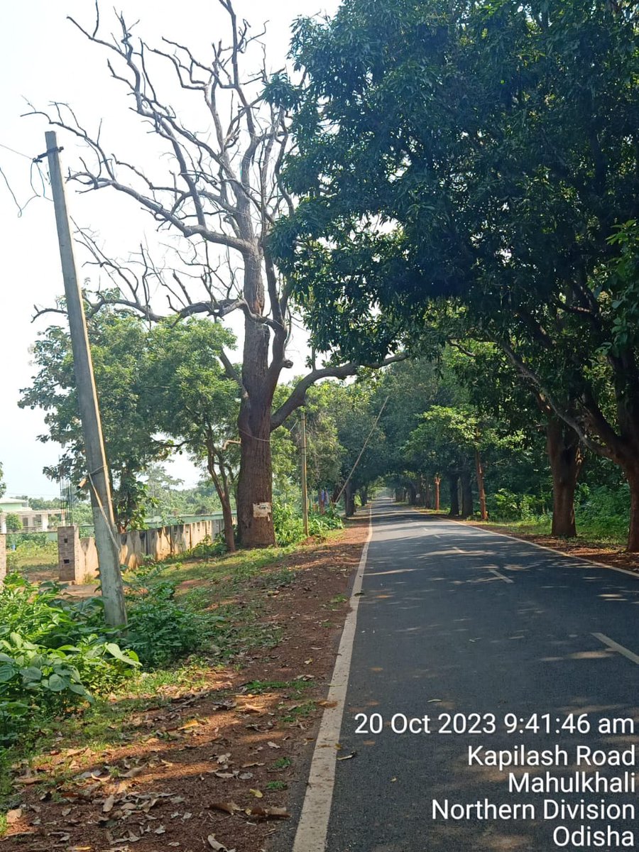 #ରାସ୍ତା_ଉପରକୁ_ଝୁଲିରହିଛି_ବିପଦପୂର୍ଣ୍ଣ_ଶୁଖିଲା_ଗଛ
#ଆକସ୍ମାତ_ଭାଙ୍ଗିଯାଏ_ଆଖି_ପିଛୁଳାକେ_ଜୀବନ_ଯିବ
#ସମ୍ଭାବ୍ୟ_ବିପଦ_ପୃର୍ବରୁ_କାଟିବା_ଦାବୀ
#ସାଇଆଶ୍ରମ ଠାରୁ #କପିଳାସ ରାସ୍ତାପାର୍ଶ୍ଵରେ ଶୁଖିଲାଗଛ ରାସ୍ତାଉପରକୁ ବିପଦ ସୃଷ୍ଟି କରୁଛି ଏବଂ ଏକ ବଡ଼ ଦୁର୍ଘଟଣାକୁ ଆମନ୍ତ୍ରଣ କରୁଛି। ଦୟାକରି ଯଥାଶୀଘ୍ର ପଦକ୍ଷେପ ନେବାକୁ ଅନୁରୋଧ..🙏🏻