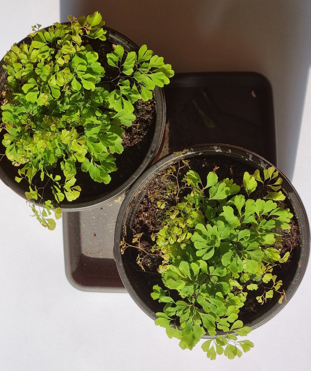 오늘 도착한 미스티 클라우드 미모 무슨 일이야 정말🥹