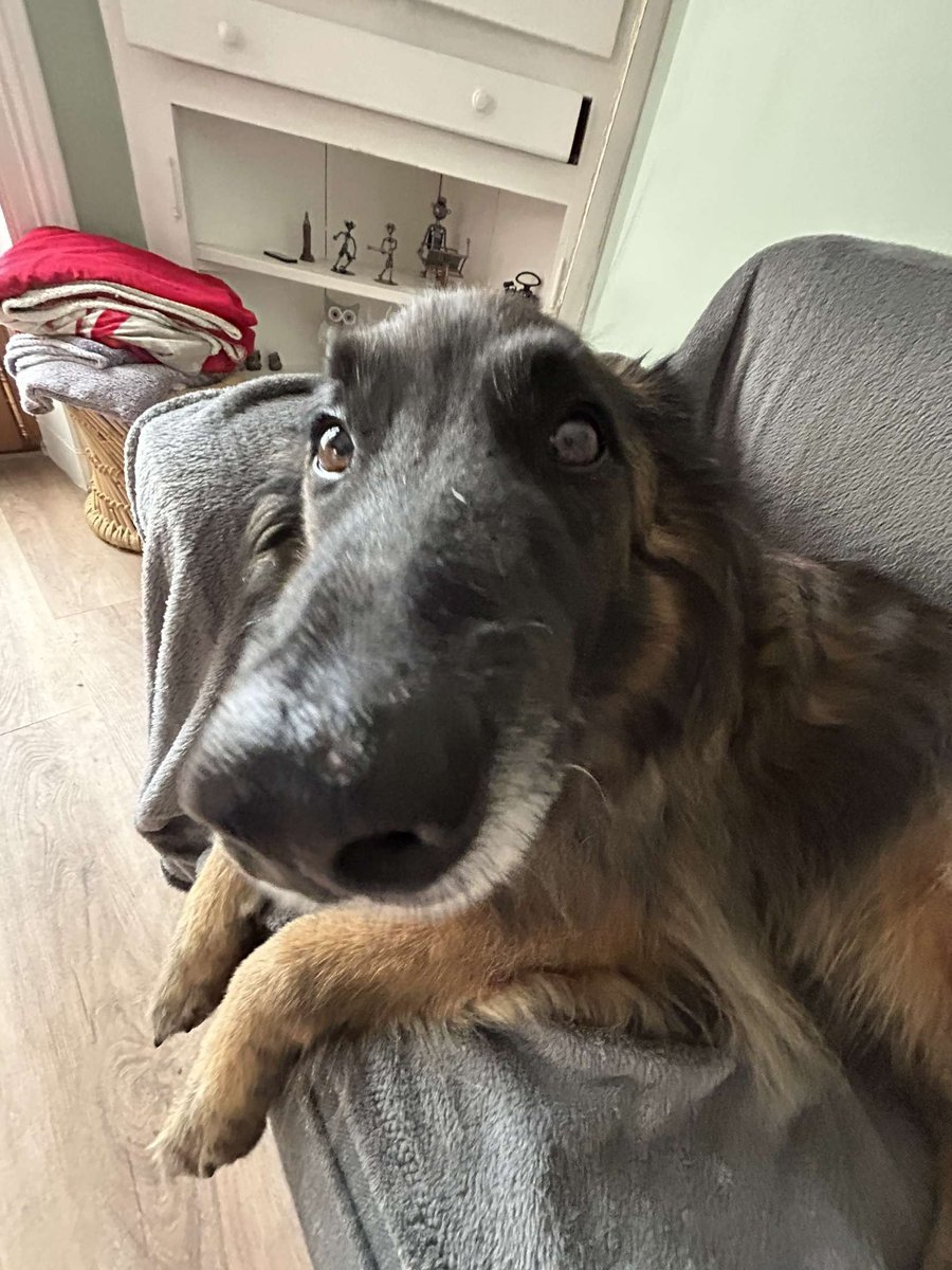 🌺 coline 🐬 tweet media