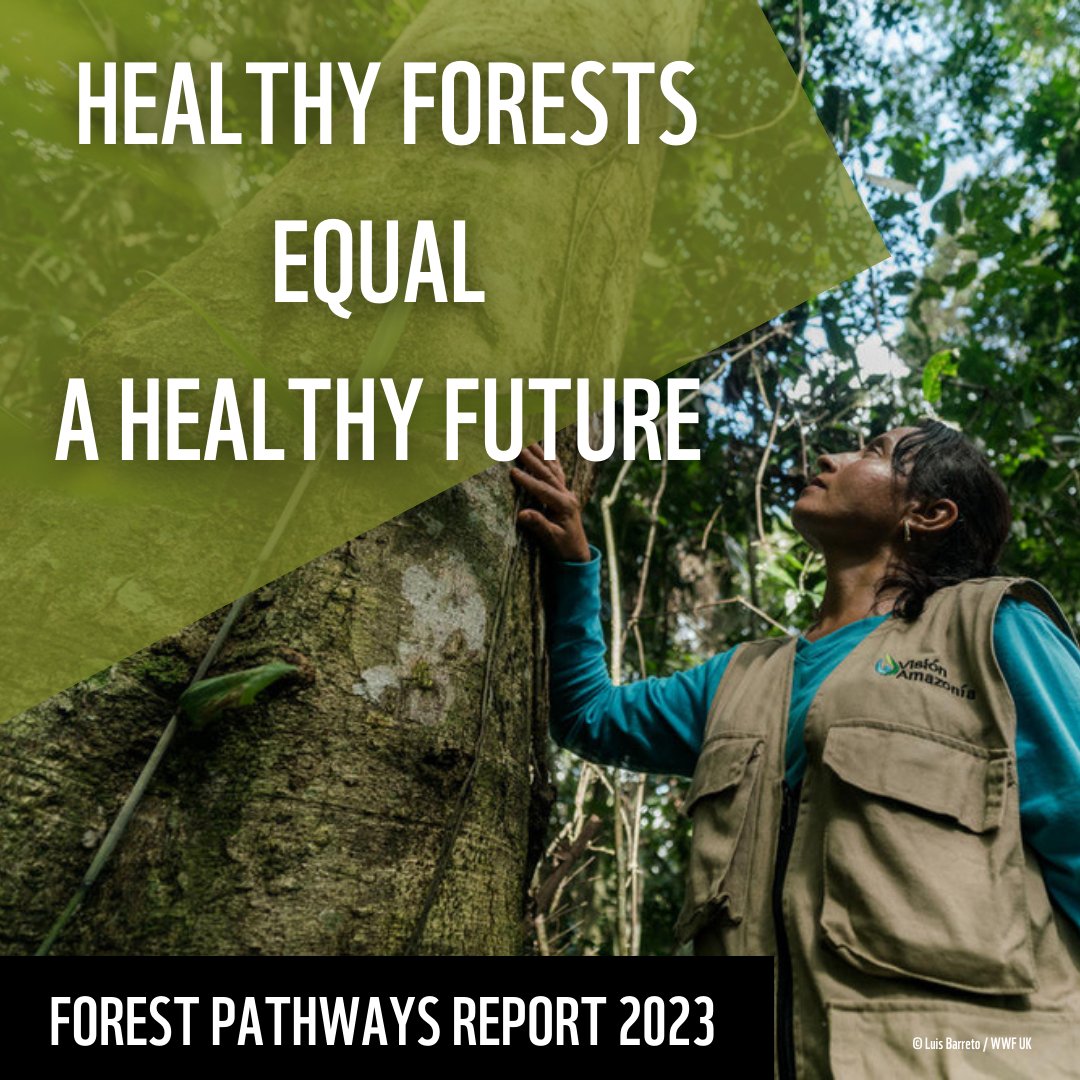 Forest Pathways Report